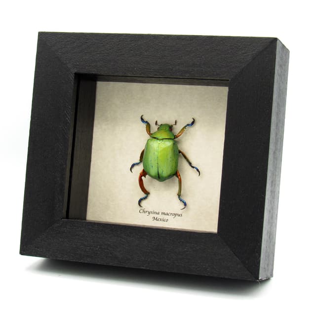 Real Rainbow legged Scarab beetle framed taxidermy - Chrysina macropus - female