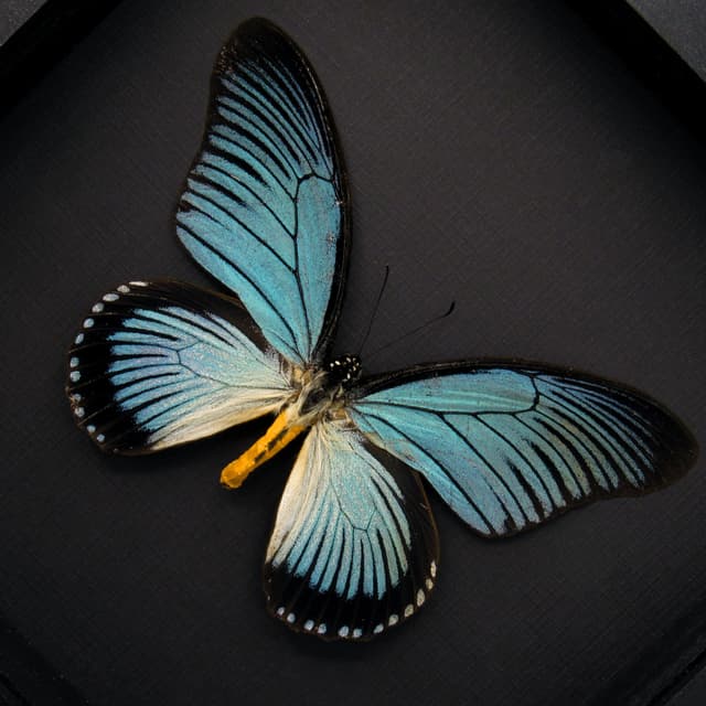 Real Giant Blue Swallowtail butterfly framed taxidermy - Papilio zalmoxis