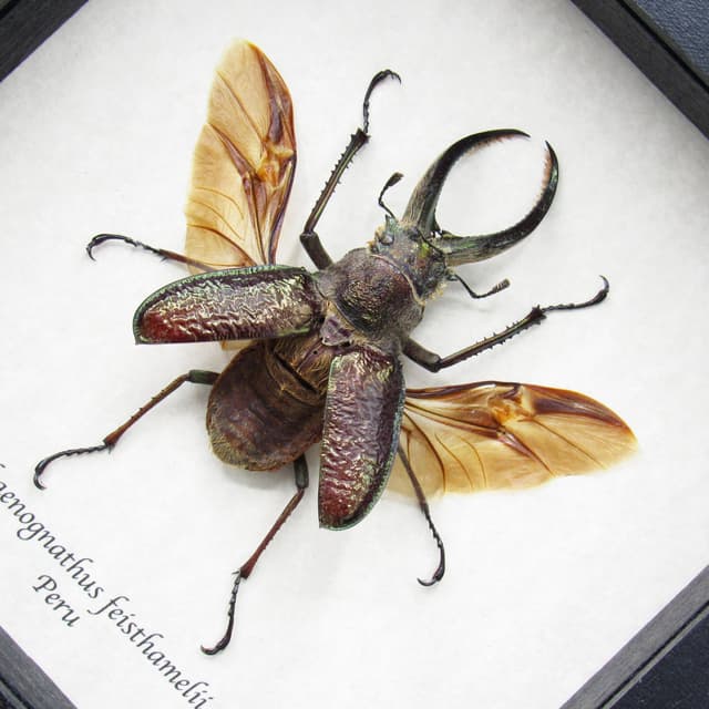 Big hairy Stag beetle framed taxidermy - Sphaenognathus giganteus