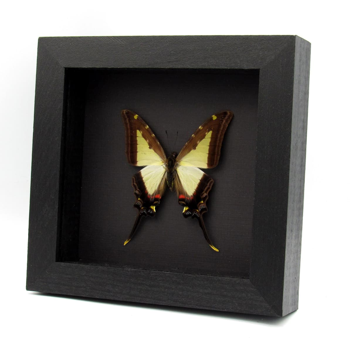 Large pale green Swallowtail butterfly framed - Protographium leucaspis