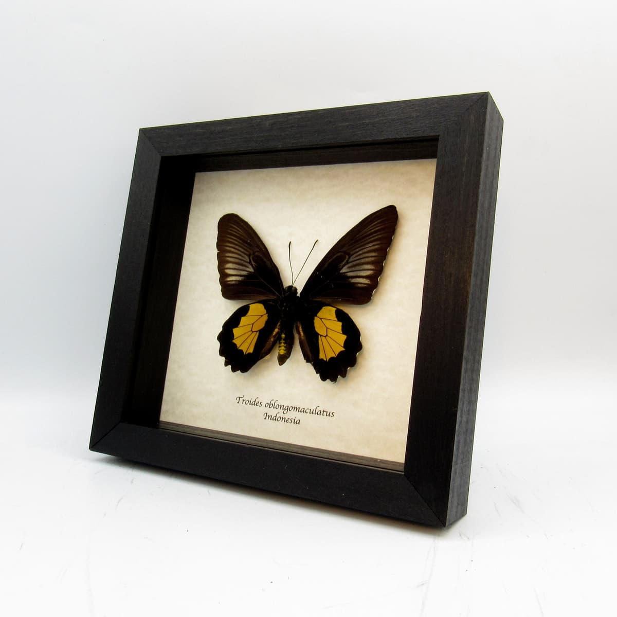 Large yellow Birdwing butterfly framed taxidermy - Troides oblongomaculatus