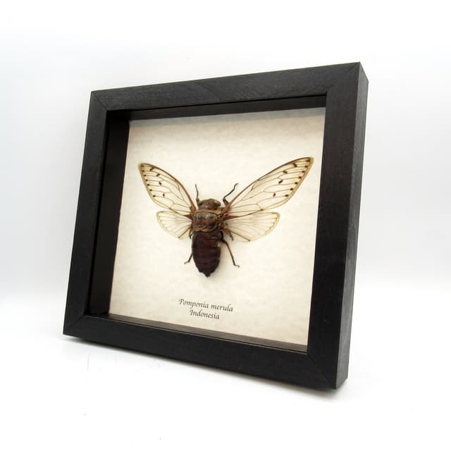 Real giant cicada framed taxidermy - Pomponia merula