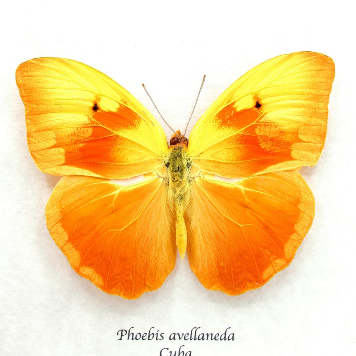 Very rare Red Splashed Sulphur butterfly framed taxidermy - Phoebis avellaneda - minor damage