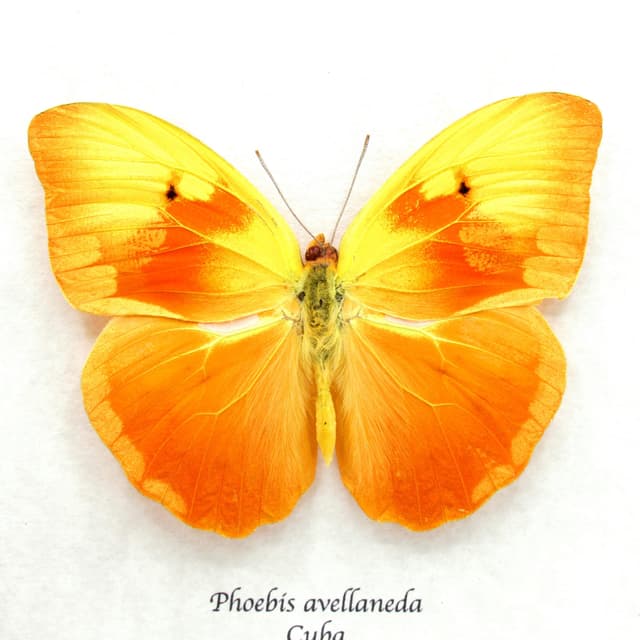 Very rare Red Splashed Sulphur butterfly framed taxidermy - Phoebis avellaneda - minor damage