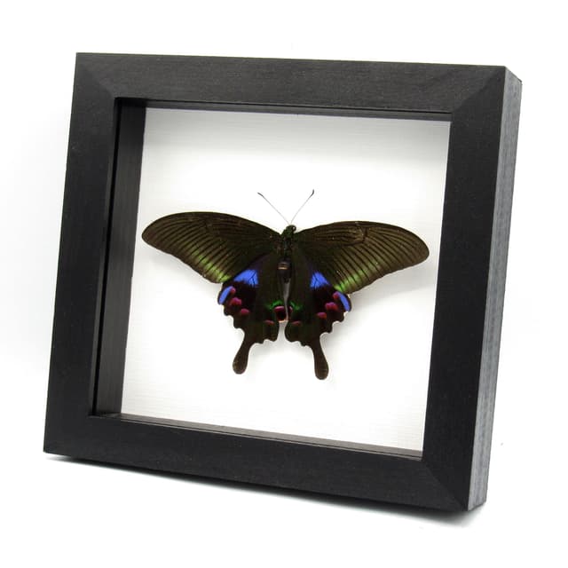 Rare female purple Peacock butterfly framed taxidermy - Papilio arcturus - Victorian mount