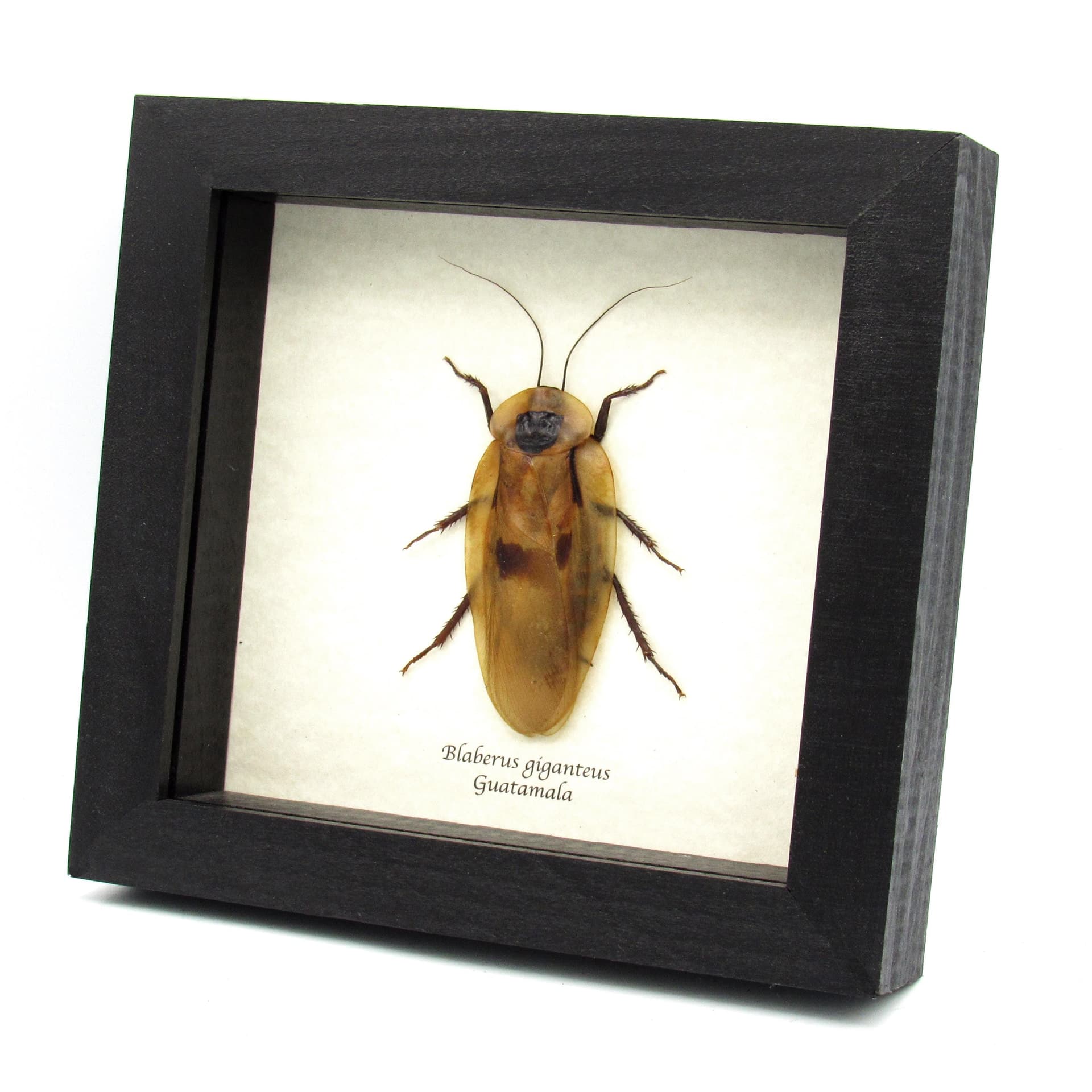 Real Giant Cave Cockroach framed taxidermy - Blaberus giganteus