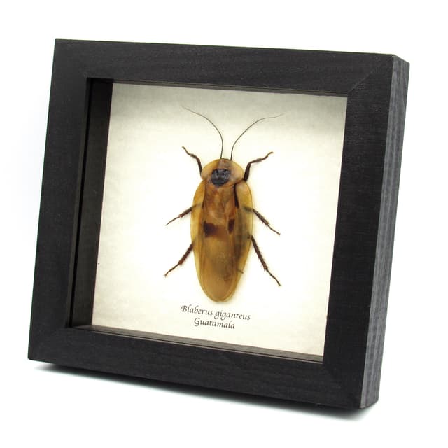 Real Giant Cave Cockroach framed taxidermy - Blaberus giganteus