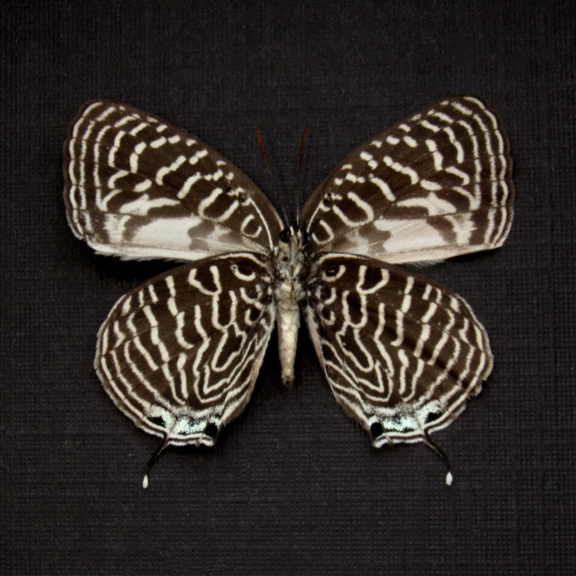 Rare small Lycaenid butterfly framed taxidermy - Arhopala argentea boodii - female