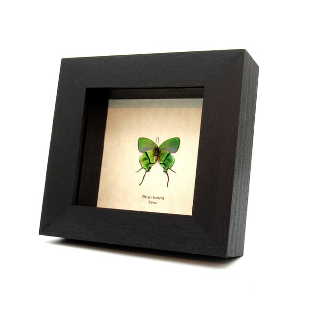 Rare metallic green butterfly framed taxidermy - Arcas tuneta