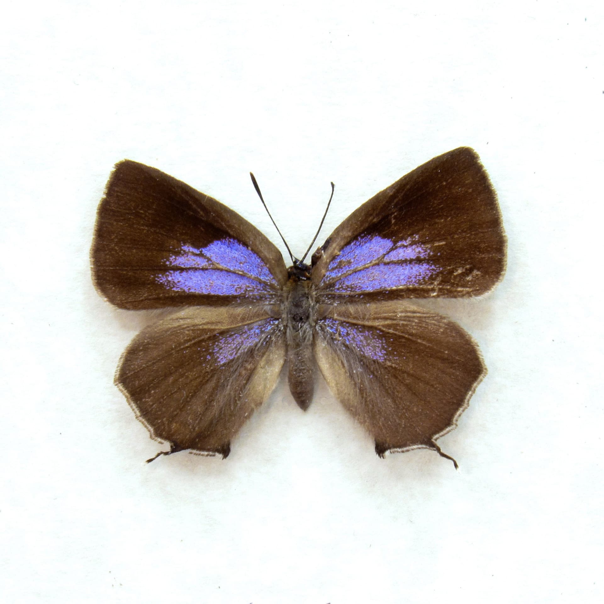 Real Tiny Purple Hairstreak butterfly framed taxidermy - Wagimo signata