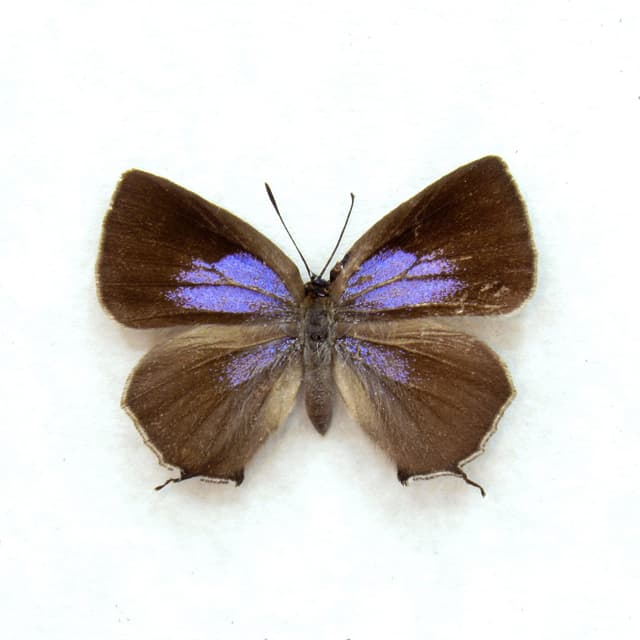 Real Tiny Purple Hairstreak butterfly framed taxidermy - Wagimo signata