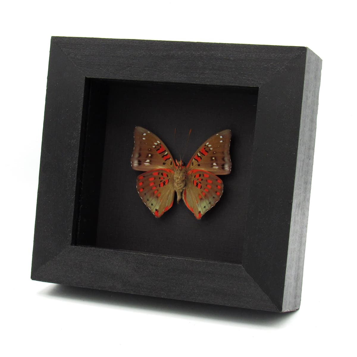 Real red butterfly framed taxidermy - Euthalia adonia