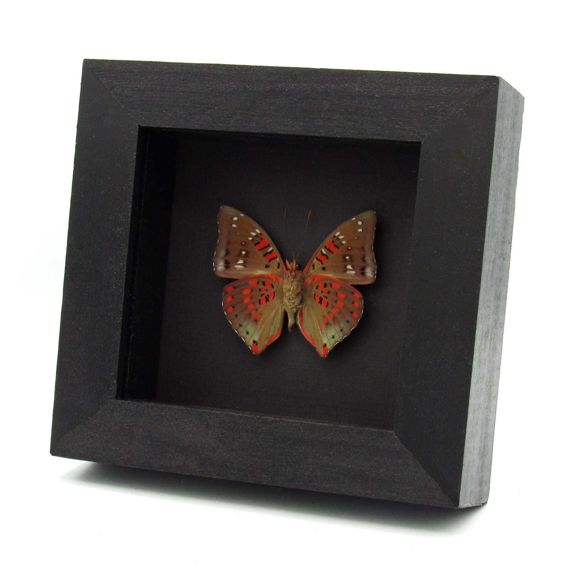Real red butterfly framed taxidermy - Euthalia adonia