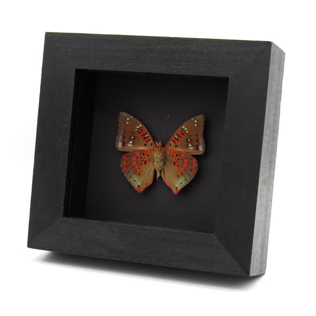Real red butterfly framed taxidermy - Euthalia adonia