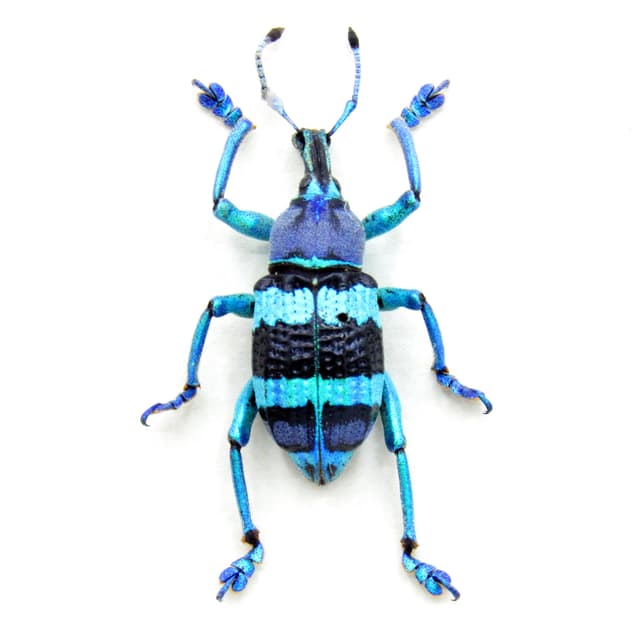 Real metallic weevil framed taxidermy - Eupholus mimikanus - special color form