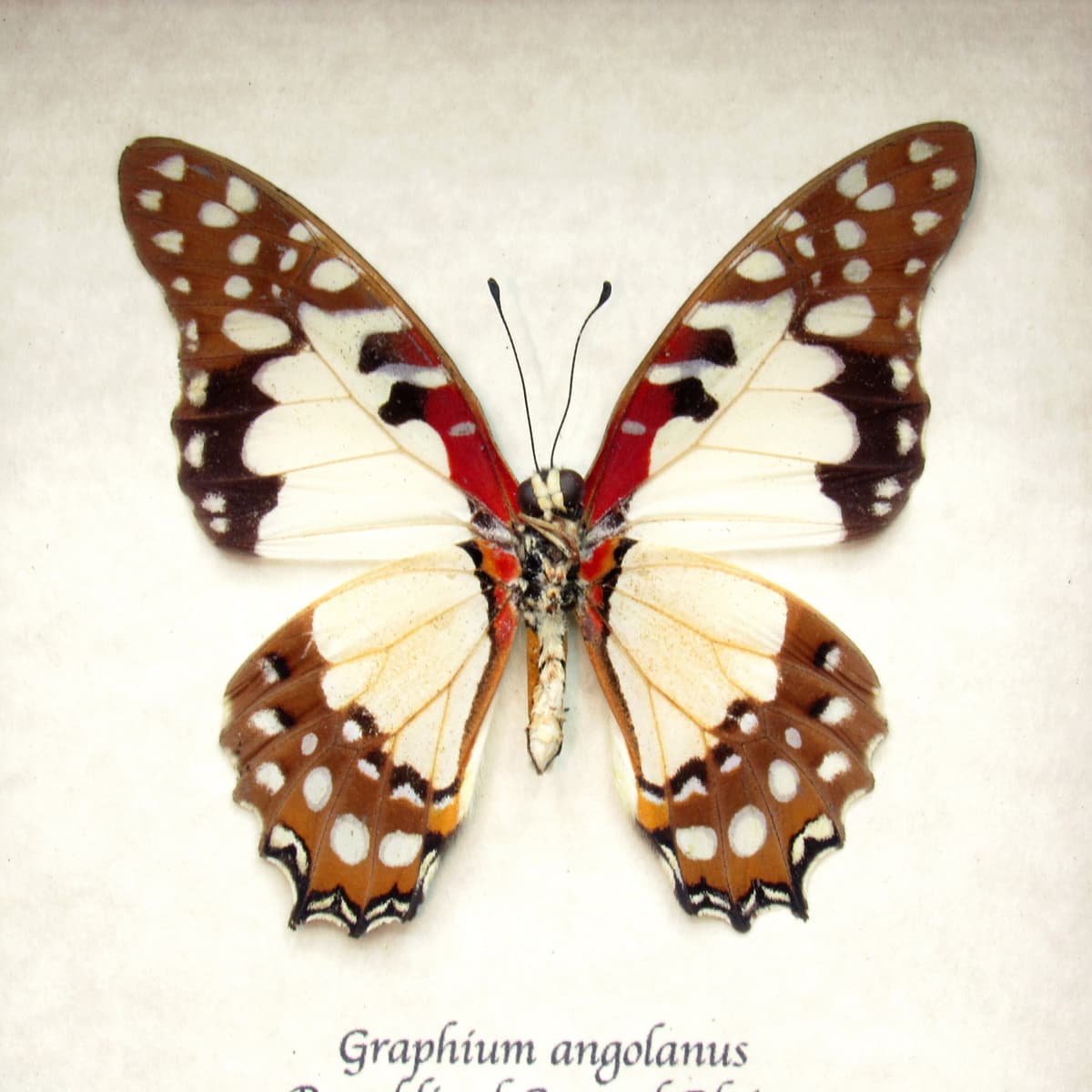 Real Angola White Lady (lol) butterfly framed taxidermy - Graphium angolanus