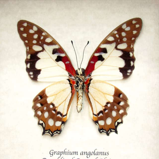 Real Angola White Lady (lol) butterfly framed taxidermy - Graphium angolanus