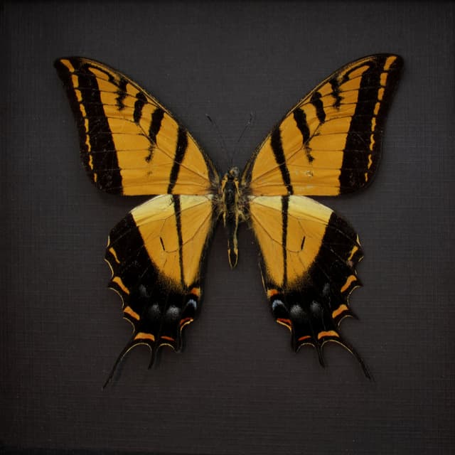 Rare large Two-Tailed Swallowtail framed - Papilio multicaudata grandiosus - minor damage