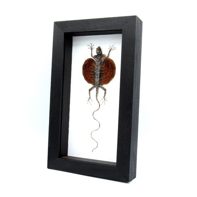 Real Red Bearded Flying Dragon lizard framed taxidermy - Draco haematopogon