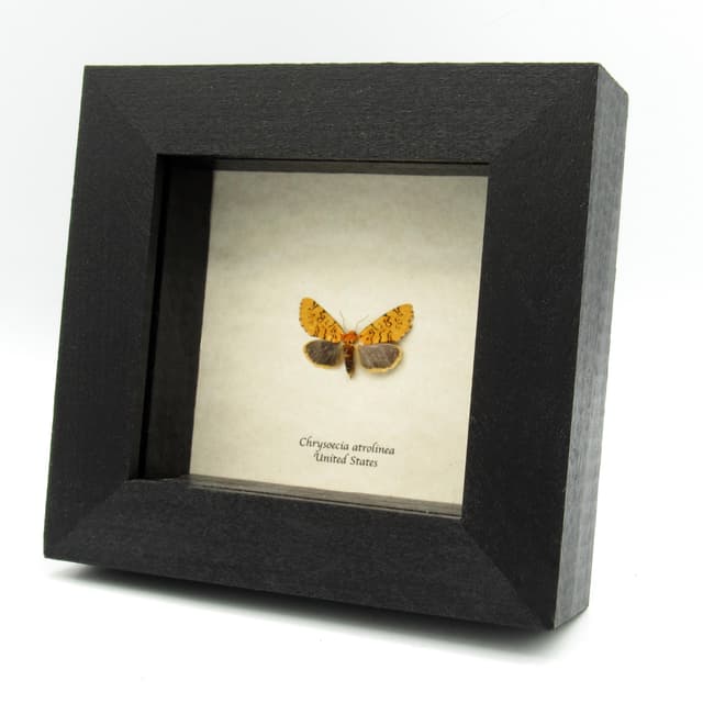 Real tiny yellow Noctuid moth framed specimen - Chrysoecia atrolinea