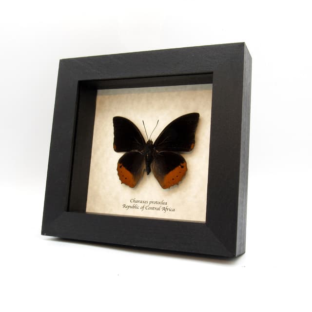 Real Flame Bordered Emperor butterfly framed taxidermy - Charaxes protoclea
