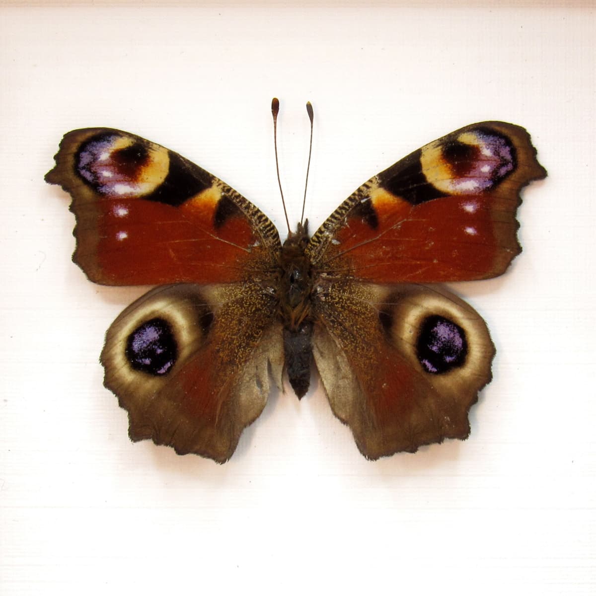 Real red Peacock butterfly framed taxidermy - Inachis io