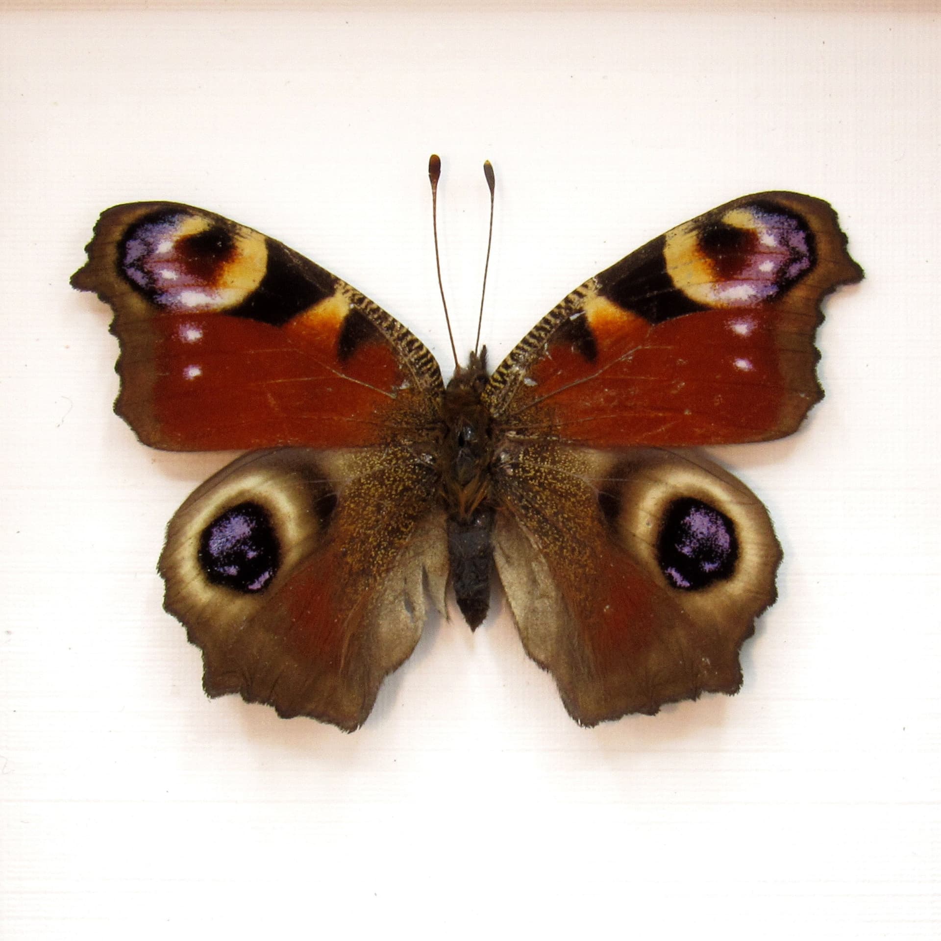 Real red Peacock butterfly framed taxidermy - Inachis io