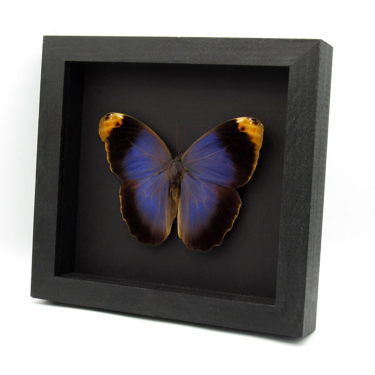 Real GIANT purple Owl Butterfly framed taxidermy - Caligo beltrao
