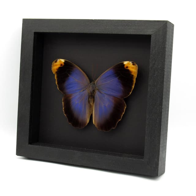 Real GIANT purple Owl Butterfly framed taxidermy - Caligo beltrao