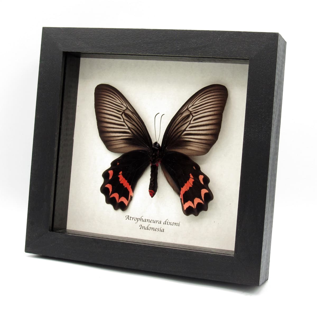 Rare Batwing butterfly framed taxidermy - Atrophaneura dixoni - large female