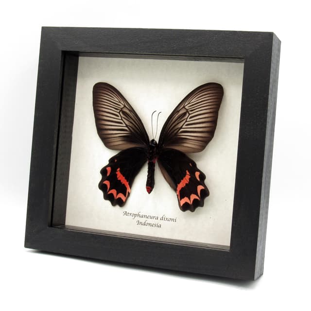 Rare Batwing butterfly framed taxidermy - Atrophaneura dixoni - large female