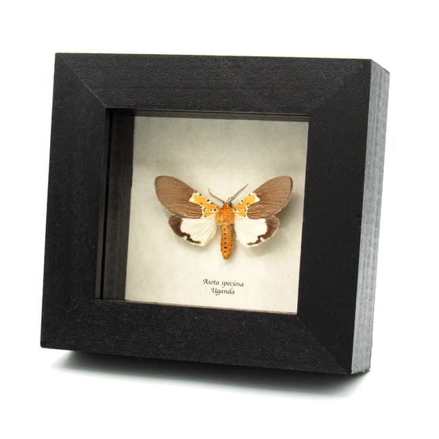 Real yellow African Erebid moth framed taxidermy - Asota speciosa