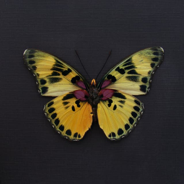 Real Forester butterfly framed taxidermy - Euphaedra adonina - large female
