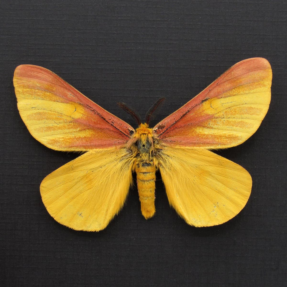 Real rare pink Western Sheep moth framed taxidermy - Hemileuca eglantarina - large pale form