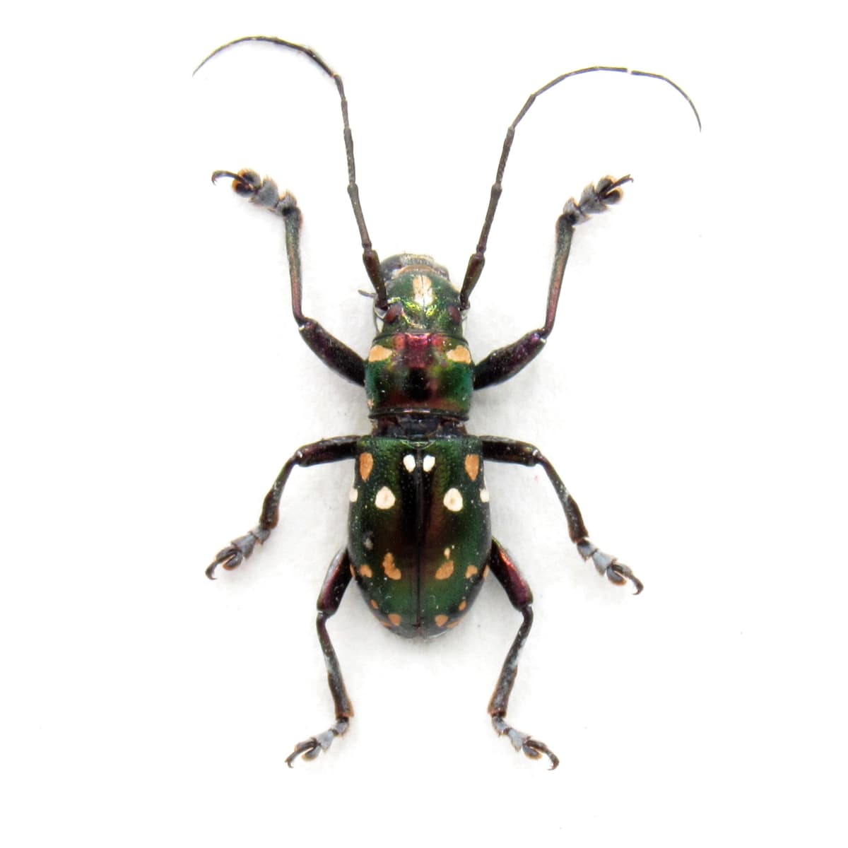 Real Longhorn beetle framed specimen - Aprophata semperi
