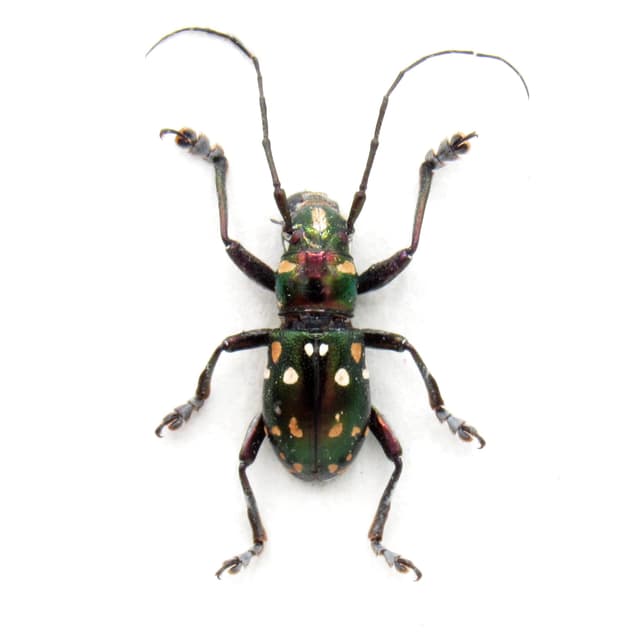 Real Longhorn beetle framed specimen - Aprophata semperi