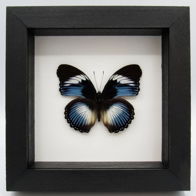 Real blue framed taxidermy butterfly - Hypolimnas monteironis - large