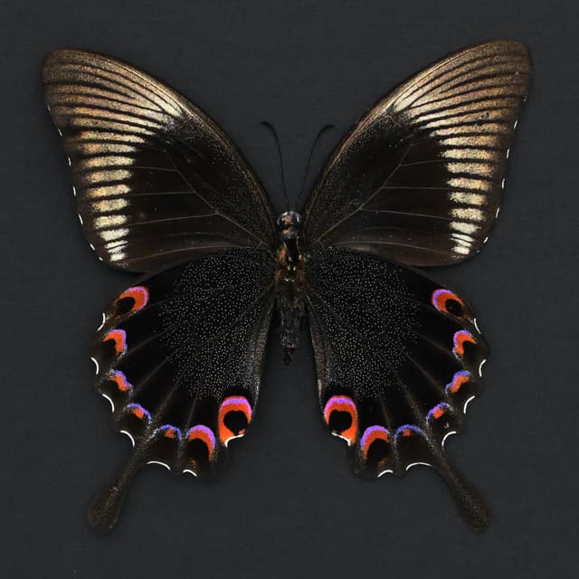 Large Jungle Jade butterfly framed taxidermy - Papilio karna - large female