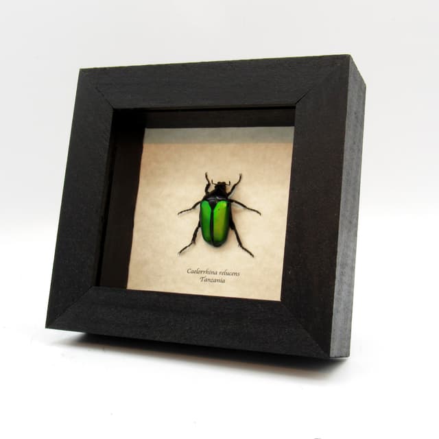Real green Scarab beetle framed taxidermy - Caelorrhina relucens