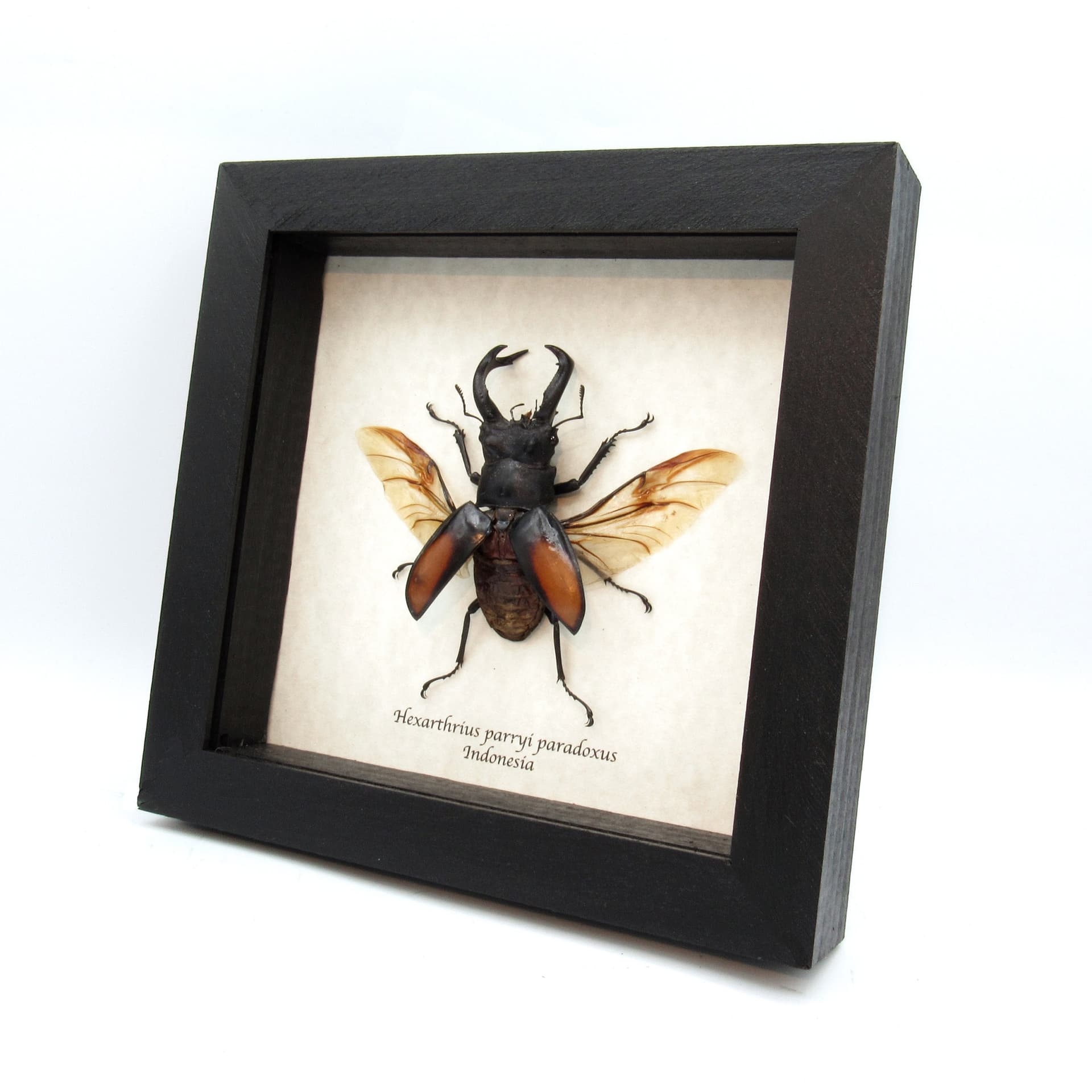 Real Giant Stag beetle framed taxidermy - Hexarthrius parryi paradoxus