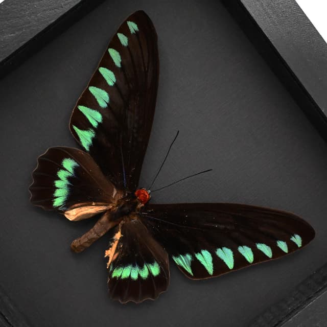 Giant Palawan Birdwing butterfly framed specimen - Trogonoptera trojana