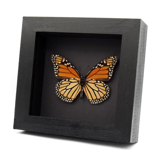 Real Monarch framed taxidermy butterfly - Danaus plexippus