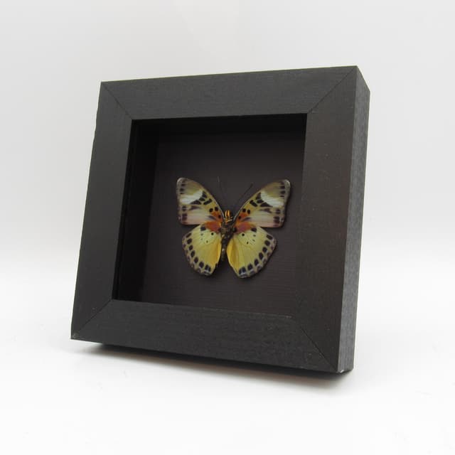 Rare Themis Forester butterfly framed taxidermy - Euphaedra piriformis