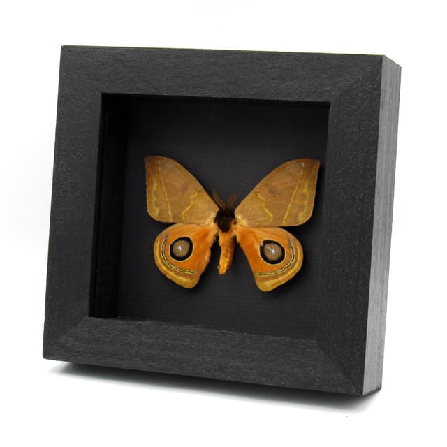 Real Saturn moth framed taxidermy - Automeris species