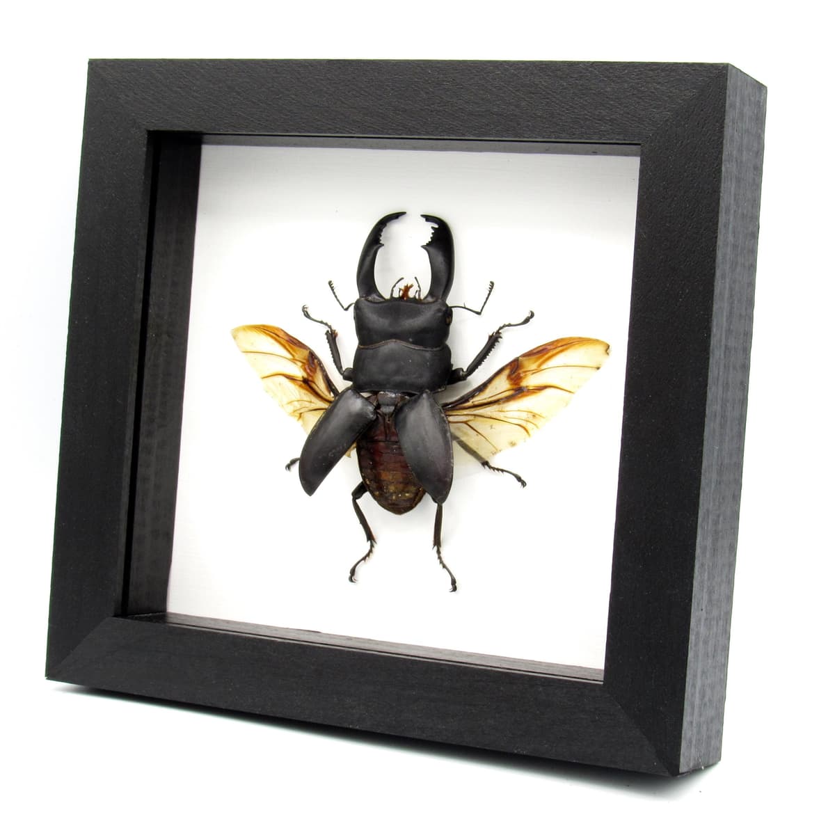 Real Giant Stag beetle framed taxidermy - Dorcus titanus typhon