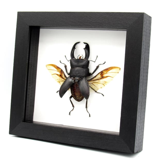 Real Giant Stag beetle framed taxidermy - Dorcus titanus typhon