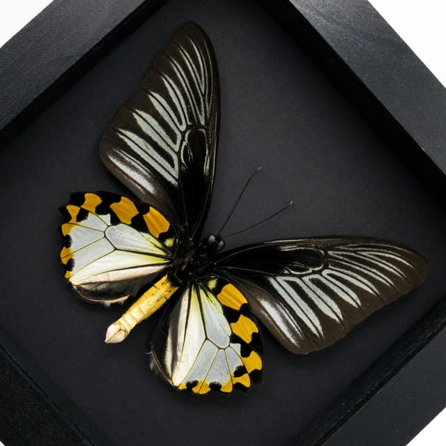 Real XL Silver Birdwing butterfly framed taxidermy - Troides hypolitus