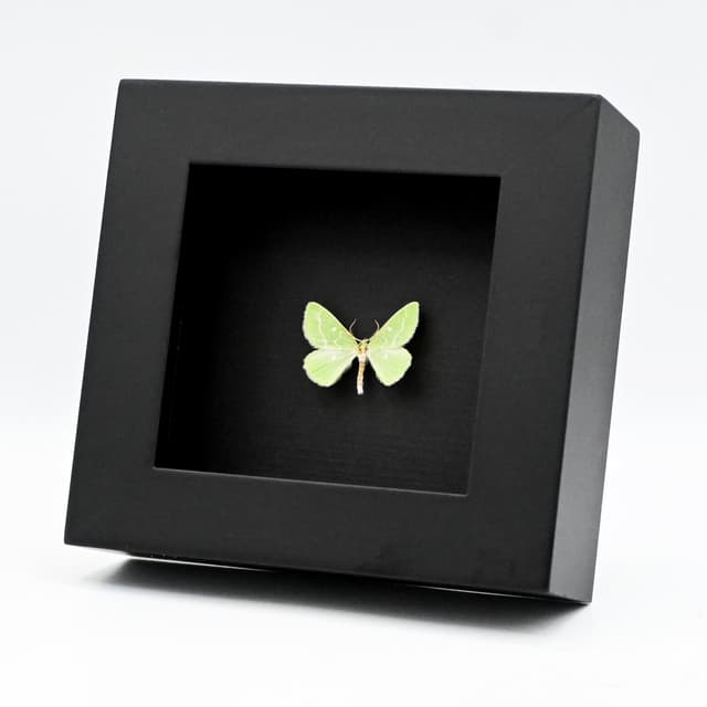 Real tiny Essex Emerald moth framed taxidermy - Thetidia smaragdaria