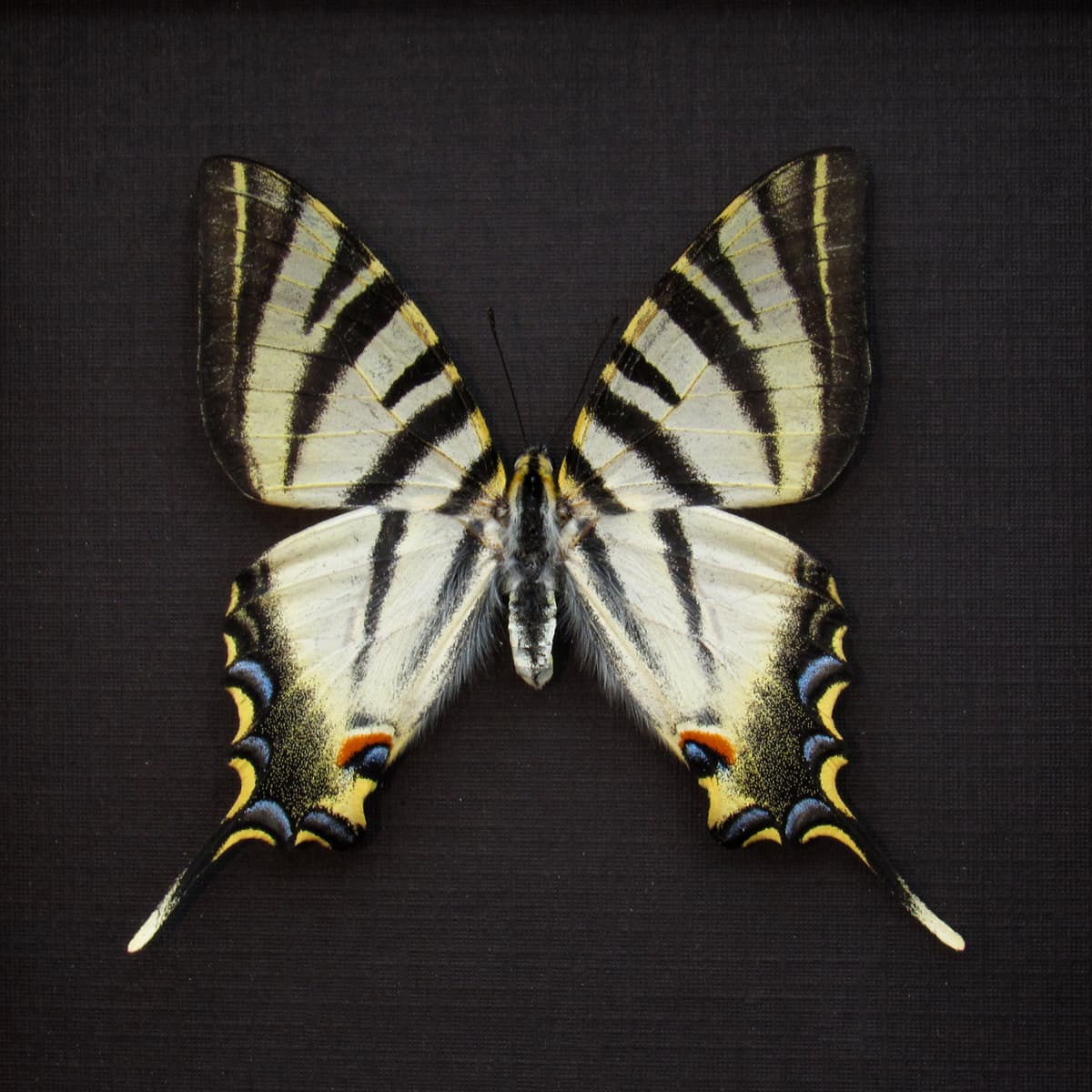 Real Southern Scarce Swallowtail butterfly framed taxidermy - Iphiclides feisthameli - female