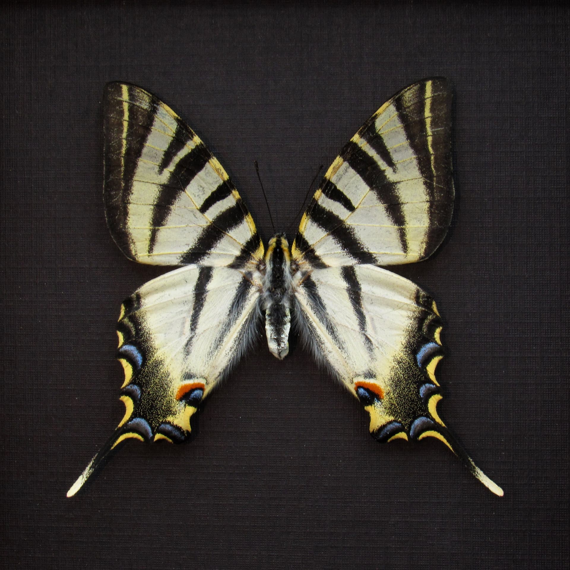 Real Southern Scarce Swallowtail butterfly framed taxidermy - Iphiclides feisthameli - female